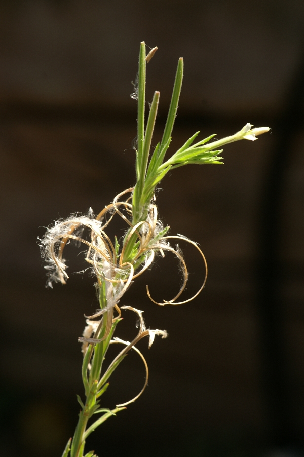 Epilobium pallidiflorum